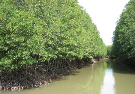A mangrove forest in the Mekong Delta (Photo: SGGP)